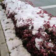 ヒメ日記 2026/02/09 03:00 投稿 石野里実 ローテンブルク