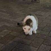 ヒメ日記 2026/02/23 06:49 投稿 ののか ハピネス水戸