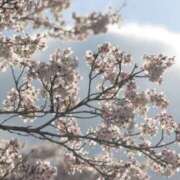 ヒメ日記 2026/04/18 12:39 投稿 雲雀あいこ コウテイ