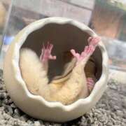 ヒメ日記 2026/06/09 11:15 投稿 雲雀あいこ コウテイ