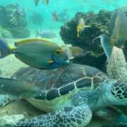 ヒメ日記 2026/04/08 21:05 投稿 伊藤 るな 横浜ダンディー