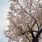 ヒメ日記 2026/04/07 07:07 投稿 こはく ママれもん錦糸町店