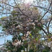 ヒメ日記 2026/04/06 10:52 投稿 なつき Respect