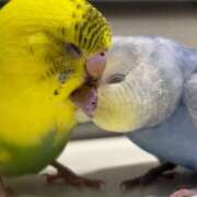 ヒメ日記 2026/03/09 09:19 投稿 りこ☆天性ドエロ変態痴女 Blue Moon