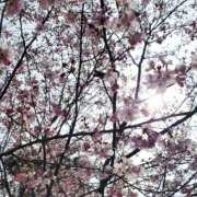 ヒメ日記 2026/03/22 19:49 投稿 依恋／いこい 大宮人妻セレブリティ（ユメオト）