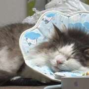 ヒメ日記 2026/03/15 14:45 投稿 ちえ ぷるるんギャング