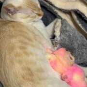 ヒメ日記 2026/02/20 16:01 投稿 さや☆新QUEEN爆誕 Ace(エース)