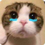 ヒメ日記 2026/03/11 21:16 投稿 大木ここ 華椿