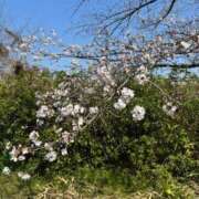 ヒメ日記 2026/03/31 20:15 投稿 新山さや コウテイ