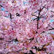 ヒメ日記 2026/03/12 09:57 投稿 今田 変態美熟女お貸しします。