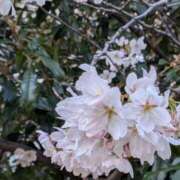 ヒメ日記 2026/03/28 17:02 投稿 月宮まこ 五十路マダムエクスプレス船橋店(カサブランカグループ)