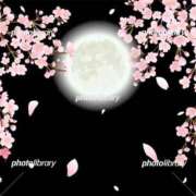 ヒメ日記 2026/04/05 20:36 投稿 月宮まこ 五十路マダムエクスプレス船橋店(カサブランカグループ)