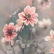 ヒメ日記 2026/04/18 19:42 投稿 月宮まこ 五十路マダムエクスプレス船橋店(カサブランカグループ)