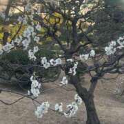 ヒメ日記 2026/02/20 12:25 投稿 のぞみ 華椿（YESグループヨコハマ）