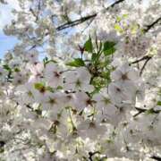 ヒメ日記 2026/03/27 15:20 投稿 のぞみ 華椿（YESグループヨコハマ）