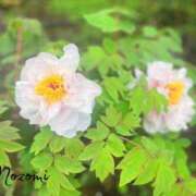 のぞみ いつくしむ 華椿（YESグループヨコハマ）