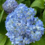 ヒメ日記 2026/05/29 08:26 投稿 のぞみ 華椿（YESグループヨコハマ）