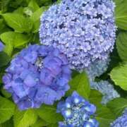 ヒメ日記 2026/06/20 12:57 投稿 のぞみ 華椿（YESグループヨコハマ）