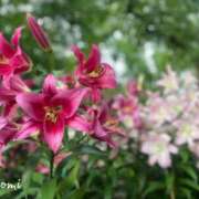 ヒメ日記 2026/06/28 15:31 投稿 のぞみ 華椿（YESグループヨコハマ）