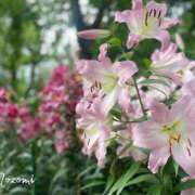 ヒメ日記 2026/07/07 14:35 投稿 のぞみ 華椿（YESグループヨコハマ）