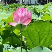ヒメ日記 2026/07/27 14:03 投稿 のぞみ 華椿（YESグループヨコハマ）
