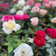 ヒメ日記 2026/08/01 09:59 投稿 のぞみ 華椿（YESグループヨコハマ）
