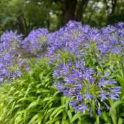 ヒメ日記 2026/08/03 10:39 投稿 のぞみ 華椿（YESグループヨコハマ）