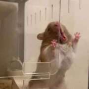 ヒメ日記 2026/03/12 00:37 投稿 みい ごほうびSPA 新宿店