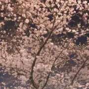 ヒメ日記 2026/03/29 18:26 投稿 成海りりか Claris Tokyo～クラリス東京～