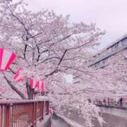 ヒメ日記 2026/04/02 16:51 投稿 成海りりか Claris Tokyo～クラリス東京～