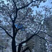 ヒメ日記 2026/04/08 02:01 投稿 莉奈-rina- 品川エッセンス