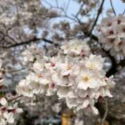 ヒメ日記 2026/04/15 14:10 投稿 かりん 大阪ぽっちゃりマニア 十三店