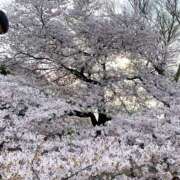 花音ここ ※無題 麗しいマダム