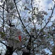 ヒメ日記 2026/04/01 03:59 投稿 伊月りいさ 色気あるワイフ