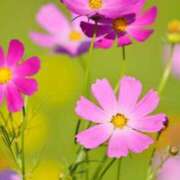 ヒメ日記 2026/03/09 20:09 投稿 柏木みあ★大人の甘さエロス！ PLAY