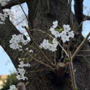 赤井いちご★当店の隠れた名宝 お礼🧸💌 PLAY