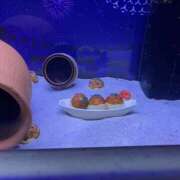 ヒメ日記 2026/02/11 09:30 投稿 五十嵐 人妻風俗チャンネル