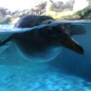 ヒメ日記 2026/03/13 15:00 投稿 五十嵐 人妻風俗チャンネル