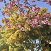 ヒメ日記 2026/03/16 15:00 投稿 五十嵐 人妻風俗チャンネル