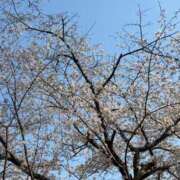 ヒメ日記 2026/04/11 11:33 投稿 川西（かわにし） 丸妻 錦糸町店