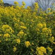 まどか 訂正です 厚木人妻城