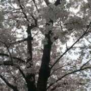 ヒメ日記 2026/03/09 08:17 投稿 あやき 熟女家 堺東店