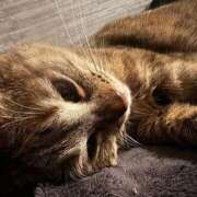 ヒメ日記 2026/03/03 05:42 投稿 あや SOAPLAND LOVE FACTORY