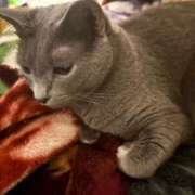 あや 今日のねこ🐈‍⬛ SOAPLAND LOVE FACTORY