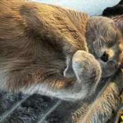 あや 今日のねこ🐈‍⬛ SOAPLAND LOVE FACTORY