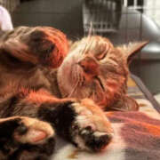 あや 今日のねこ🐈‍⬛ SOAPLAND LOVE FACTORY