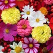 ヒメ日記 2026/04/13 12:56 投稿 宇高由紀子 五十路マダム 徳島店