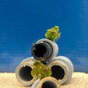 ヒメ日記 2026/04/01 21:47 投稿 かおり イエスグループ熊本 TSUBAKI(ツバキ)