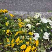 ヒメ日記 2026/04/09 16:04 投稿 ユメコ★艶やかな黒髪美女！！ PLAY