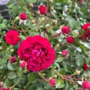 ヒメ日記 2026/02/03 20:20 投稿 きら ナチュラルプリンセス